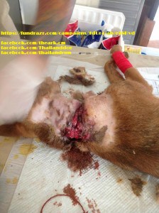 dog meat trade 1