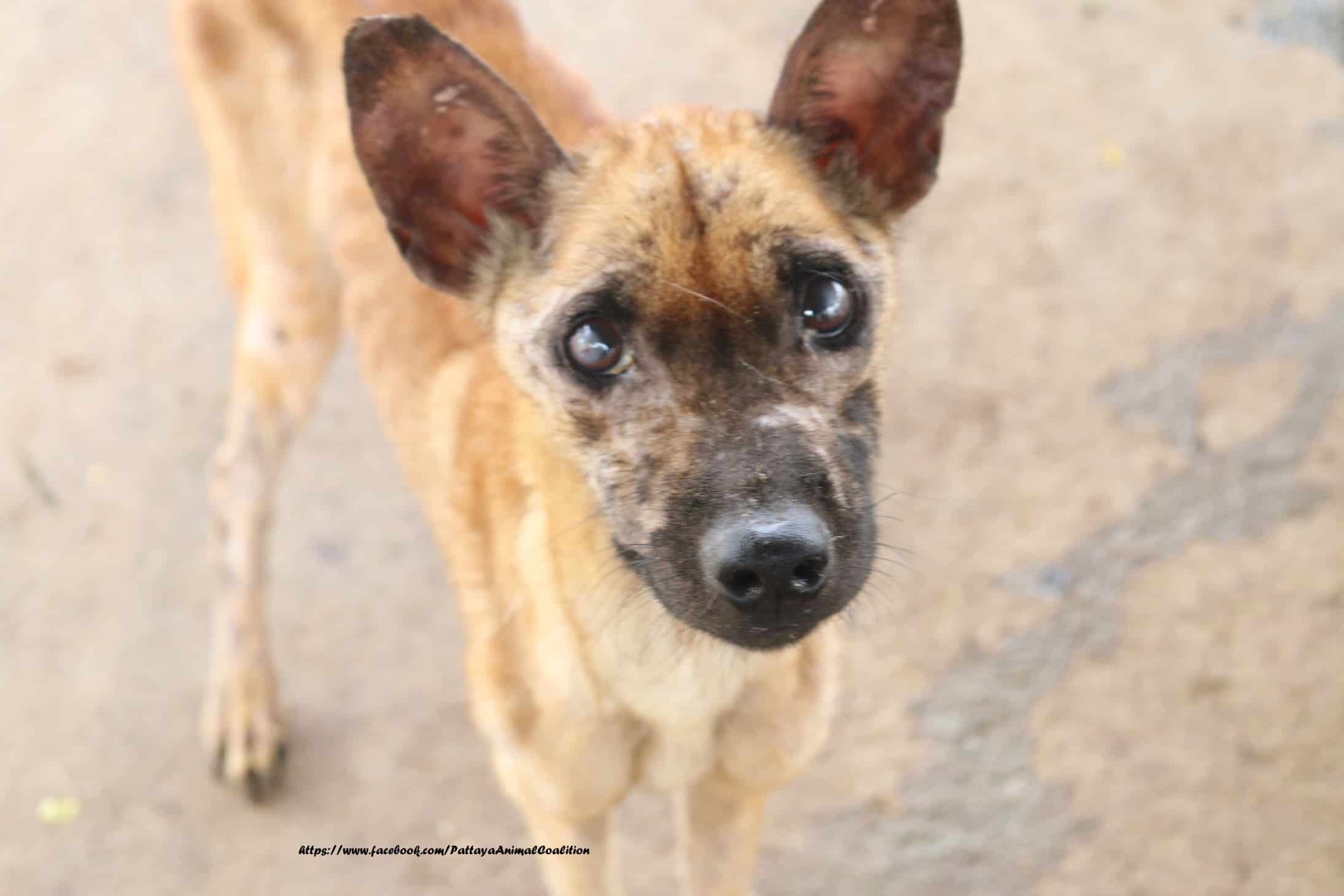 800 dogs starving in Thailand Shelter