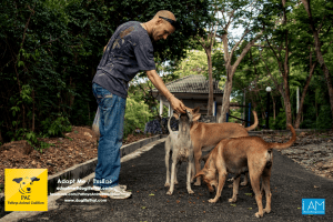 Dogs Big Buddha Hill Aliona (12) 3