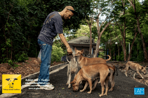 Dogs Big Buddha Hill 1
