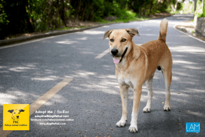 Dogs Big Buddha Hill Aliona (20) 3