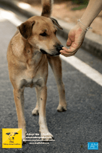 Dogs Big Buddha Hill Aliona (22) 3