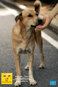 Dogs Big Buddha Hill Aliona (23) 3