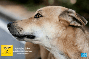 Dogs Big Buddha Hill Aliona (25) 3