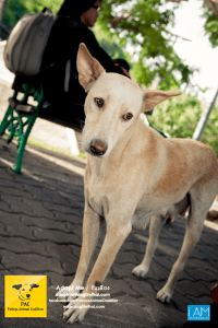 Dogs Big Buddha Hill Aliona (26) 3