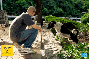 Dogs Big Buddha Hill Aliona (30) 3