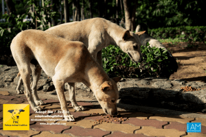 Dogs Big Buddha Hill Aliona (31) 3