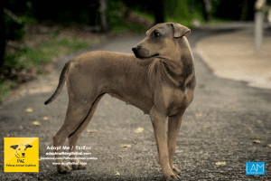 Dogs Big Buddha Hill Aliona (4) 3