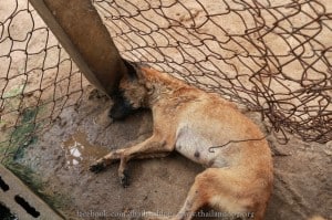 Sick dog 3