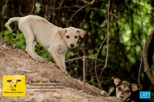 dogs (2 из 28) 3