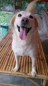 dog on bamboo 1