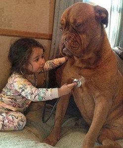 veterinarian 