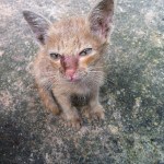 Kittens and Puppies for adoption Pattaya Dog Camp 1