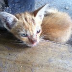 Kittens and Puppies for adoption Pattaya Dog Camp 7