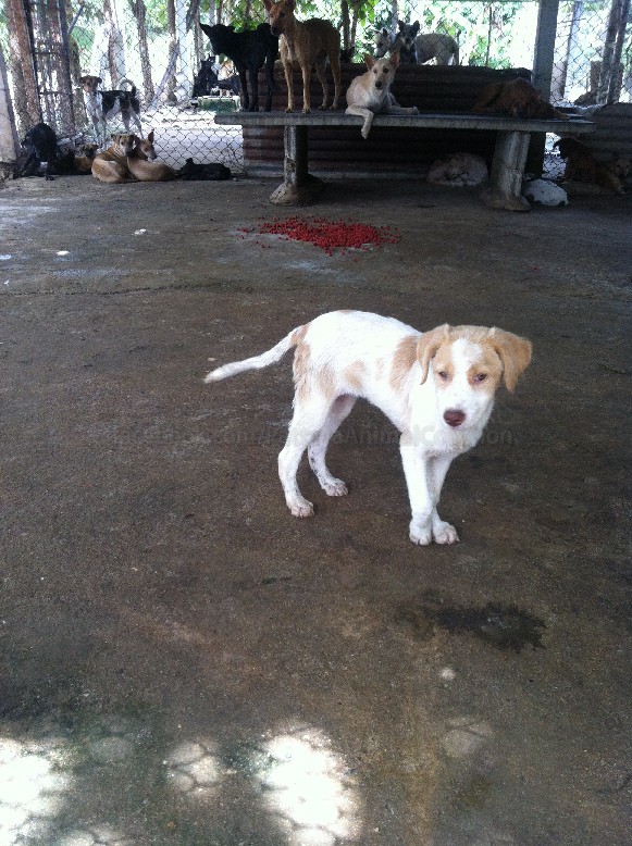 Pattaya Puppies Need Your Help