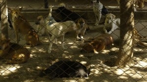 Pattaya Dog Shelter100 3