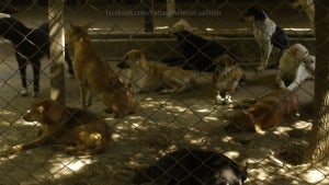 Pattaya Dog Shelter101 3
