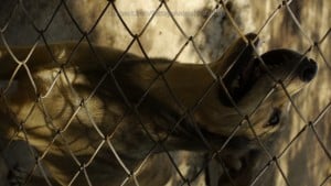 Pattaya Dog Shelter102 3