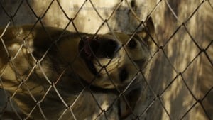 Pattaya Dog Shelter103 3