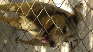 Pattaya Dog Shelter104 3