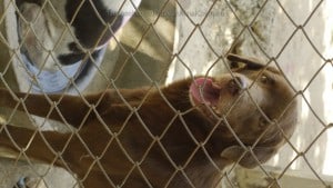 Pattaya Dog Shelter105 3