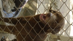 Pattaya Dog Shelter106 3