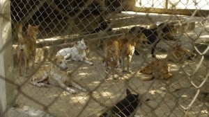 Pattaya Dog Shelter108 3