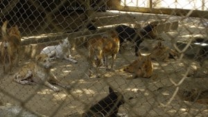 Pattaya Dog Shelter109 3