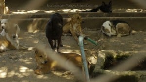 Pattaya Dog Shelter110 3