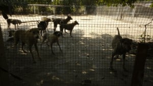 Pattaya Dog Shelter111 3