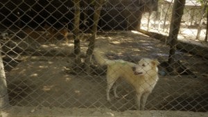 Pattaya Dog Shelter112 3