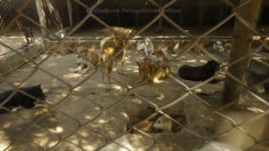 Pattaya Dog Shelter113 3