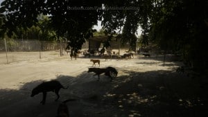 Pattaya Dog Shelter118 3