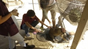 Pattaya Dog Shelter125 3