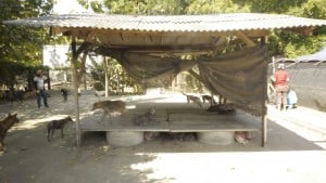 Pattaya Dog Shelter128 3