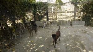 Pattaya Dog Shelter132 3