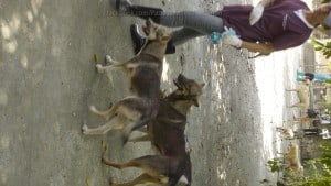 Pattaya Dog Shelter133 3
