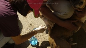 Pattaya Dog Shelter136 3