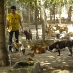 Biggest Animal Event in Thailand 139