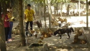Pattaya Dog Shelter139 3