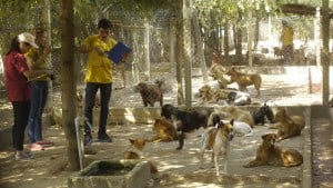 Pattaya Dog Shelter140 3
