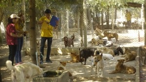 Pattaya Dog Shelter141 3