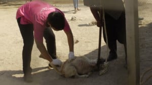 Pattaya Dog Shelter142 3