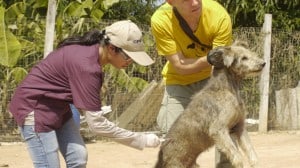 Pattaya Dog Shelter147 3