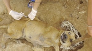 Pattaya Dog Shelter150 3