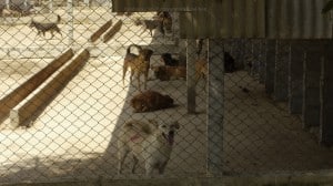 Pattaya Dog Shelter154 3