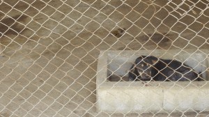 Pattaya Dog Shelter163 3
