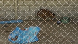Pattaya Dog Shelter164 3