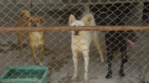 Pattaya Dog Shelter166 3