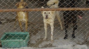 Pattaya Dog Shelter167 3